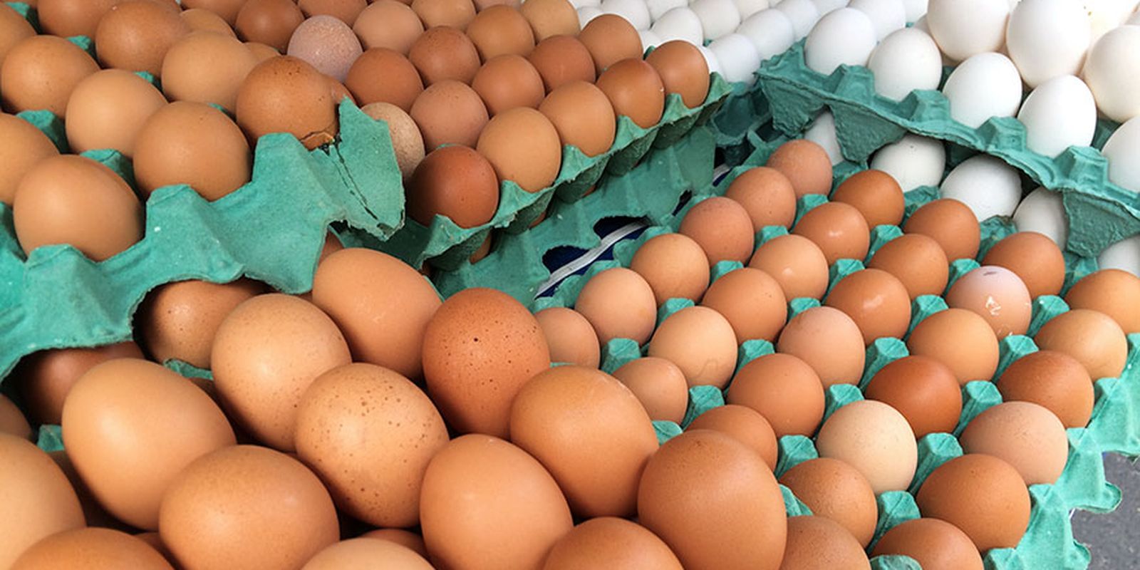 MG descarta preventivamente 450 toneladas de ovos férteis vindos do RS