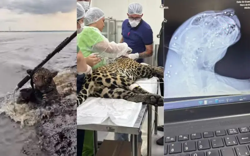 Onça resgatada em Manaus foi atacada por caçadores e nadou durante 8 horas para sobreviver