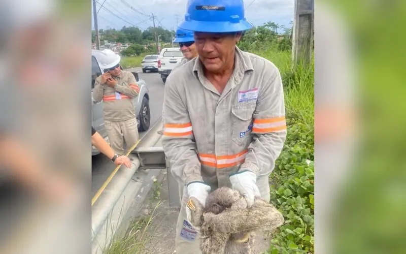 Bicho-preguiça provoca desligamento e deixa bairros de Manaus sem energia