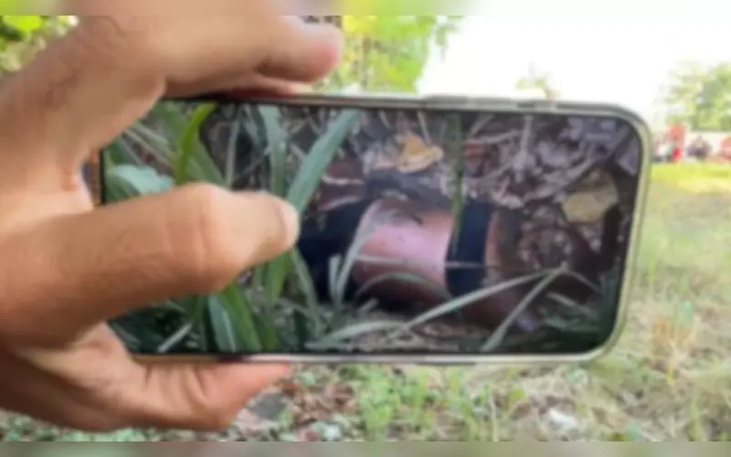Vídeo mostra 'Moranguinho' sendo morta a pauladas no AM