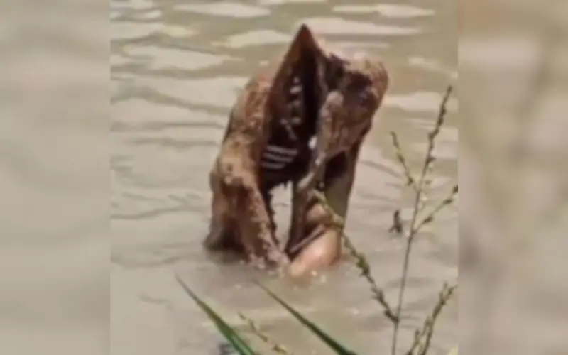 Vídeo mostra jacaré devorando cadáver no Conjunto João Paulo