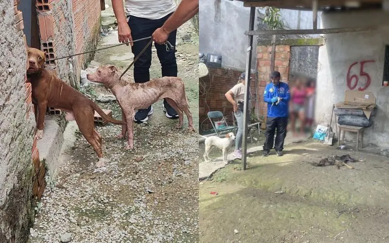 Polícia combate a maus-tratos e canis clandestinos no Amazonas