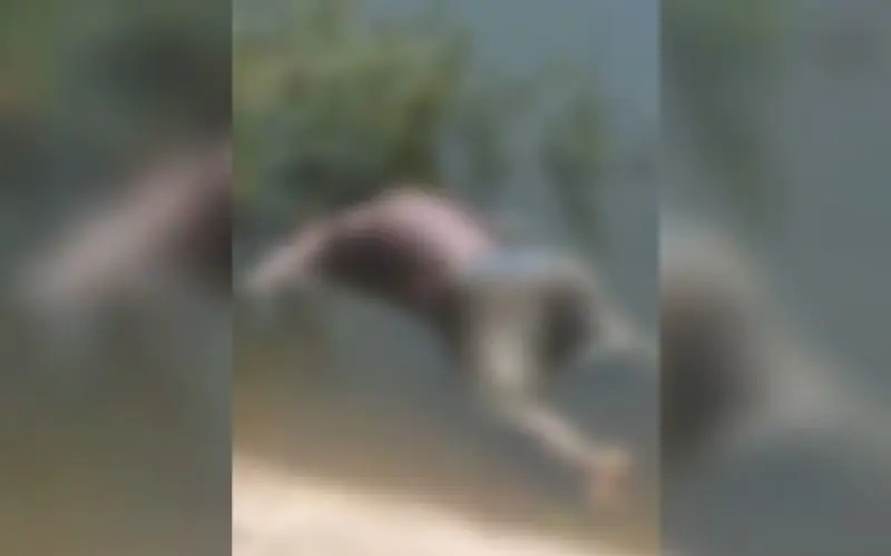 Piranhas devoram corpo em estado de decomposição no Tarumã