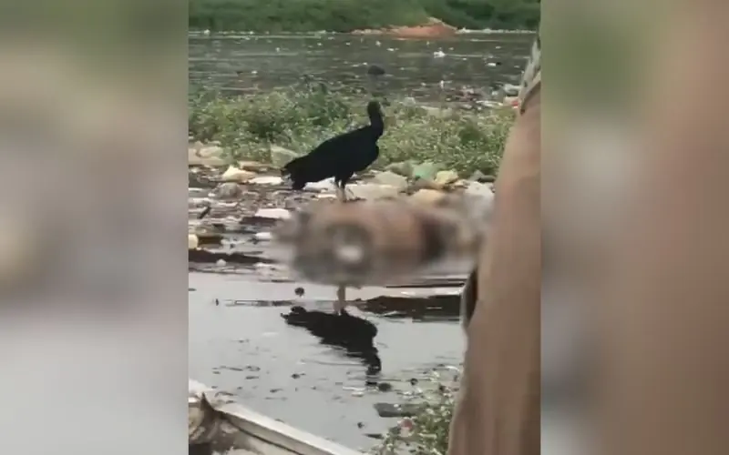 Tronco humano é encontrado em igarapé no São Raimundo