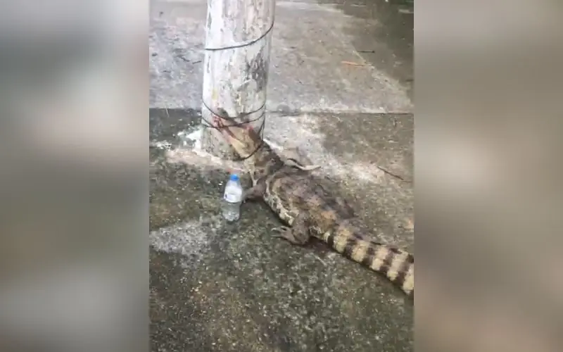 Jacaré amarrado a poste em Manaus gera polêmica nas redes