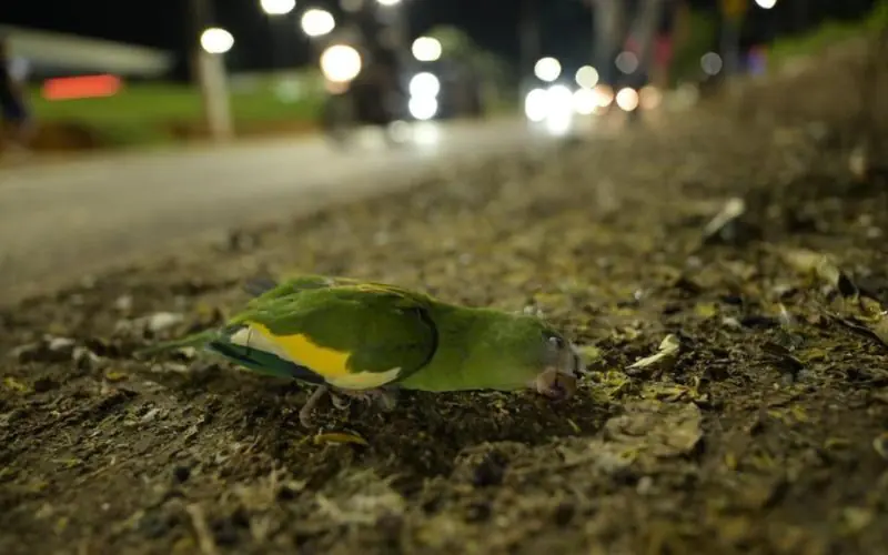 Caminhão atropela aves em Manaus e dezenas são resgatadas