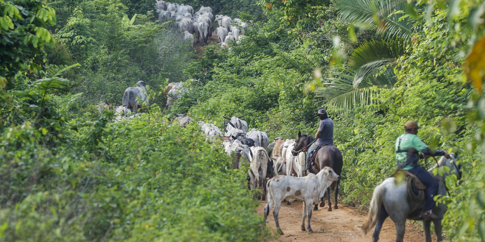 Operação em terra indígena no Pará resulta em mais um assassinato