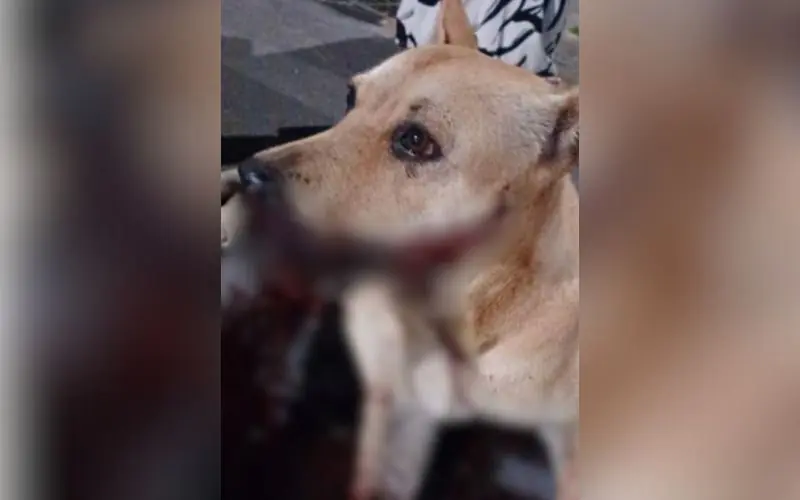 Cadela de rua é ferida por bomba de Réveillon no Santa Etelvina