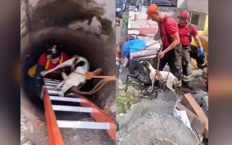 Cachorro é resgatado após cair em bueiro no bairro Praça 14