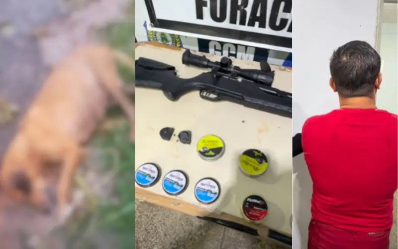 Homem mata 11 cães com espingarda de pressão em Coari