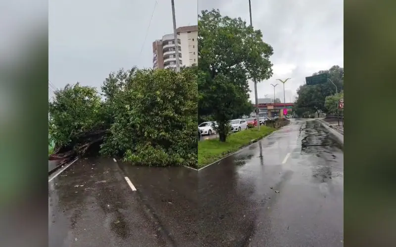 Árvore cai e interdita totalmente a Avenida Darcy Vargas