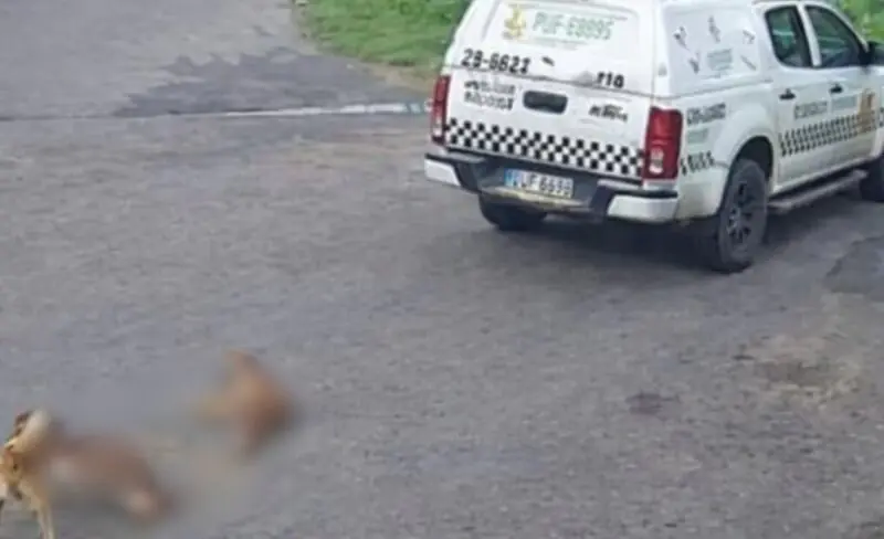 Viatura da PM atropela e mata dois cães no Novo Aleixo, em Manaus