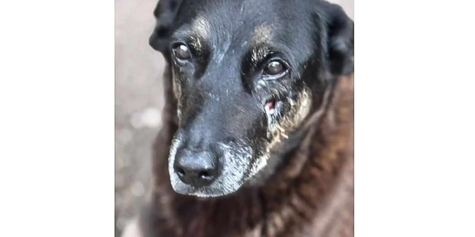 Soldado da PM depõe por ter matado cachorro comunitário em São Paulo
