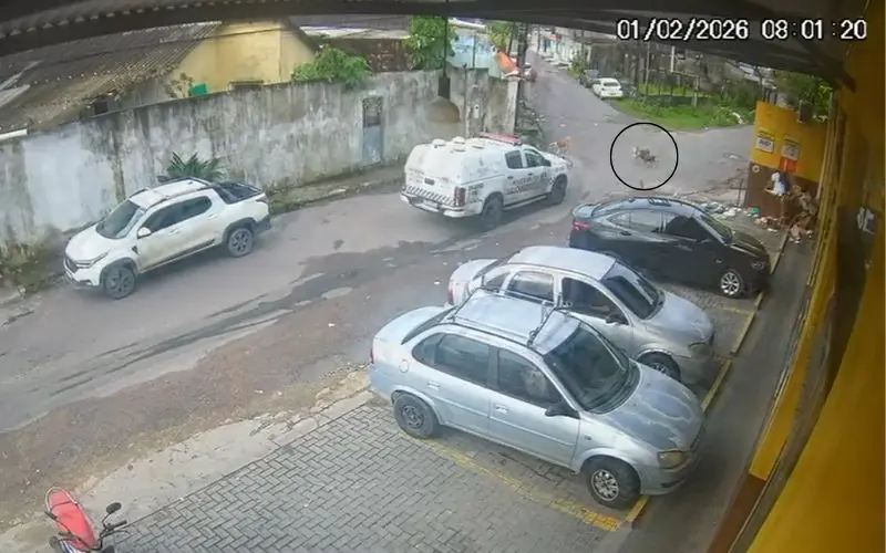 Justiça decreta prisão de PM que atropelou cães no Novo Aleixo