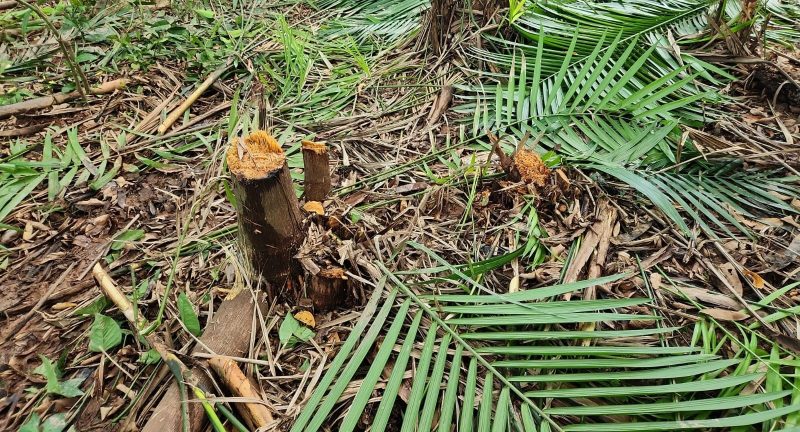 Operação prende 23 pessoas por desmatamento em área de preservação em Manaus