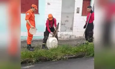 'Lacoste' é resgatado por bombeiros no bairro Cidade Nova