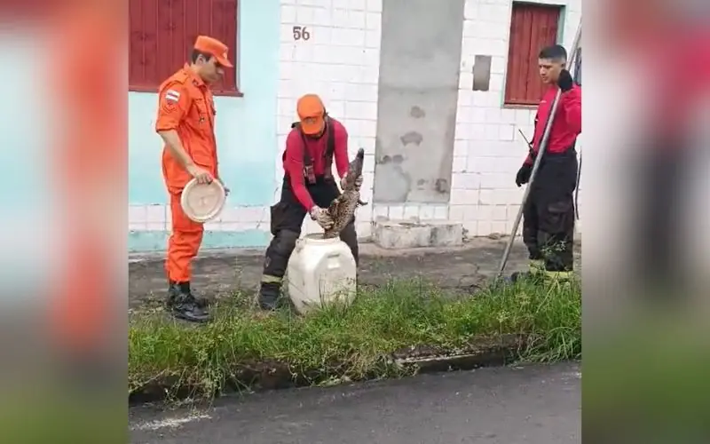 'Lacoste' é resgatado por bombeiros no bairro Cidade Nova