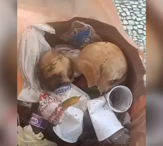 Crânio humano é achado em lixeira no Centro de Manaus