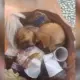 Crânio humano é achado em lixeira no Centro de Manaus