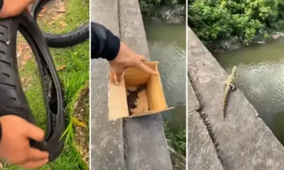 Motoboy resgata 'lacoste' e o devolve ao habitat em Manaus