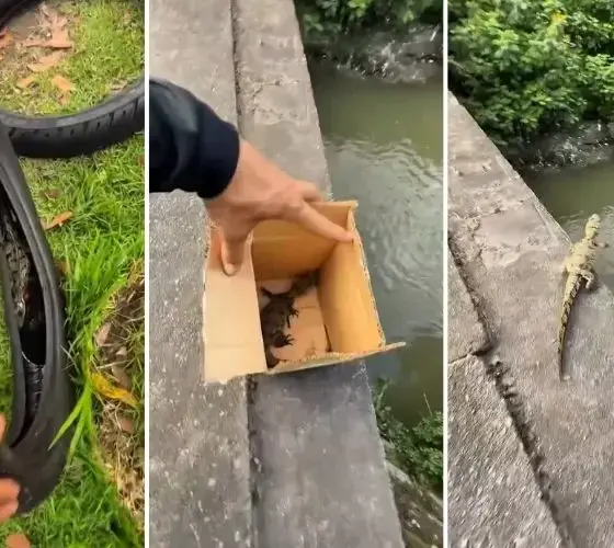 Motoboy resgata 'lacoste' e o devolve ao habitat em Manaus