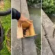 Motoboy resgata 'lacoste' e o devolve ao habitat em Manaus