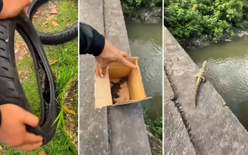 Motoboy resgata 'lacoste' e o devolve ao habitat em Manaus