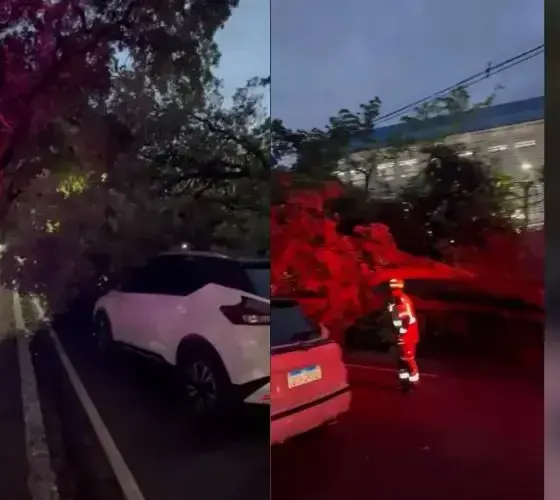 Árvore cai sobre carro na avenida Getúlio Vargas e mobiliza Bombeiros