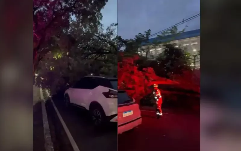 Árvore cai sobre carro na avenida Getúlio Vargas e mobiliza Bombeiros