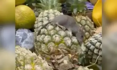 Clientes flagram 'Ratatouille' sobre abacaxis em supermercado de Manaus