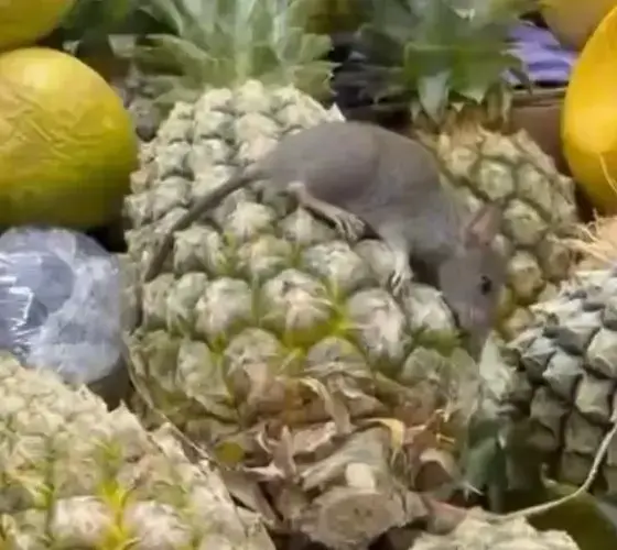 Clientes flagram 'Ratatouille' sobre abacaxis em supermercado de Manaus