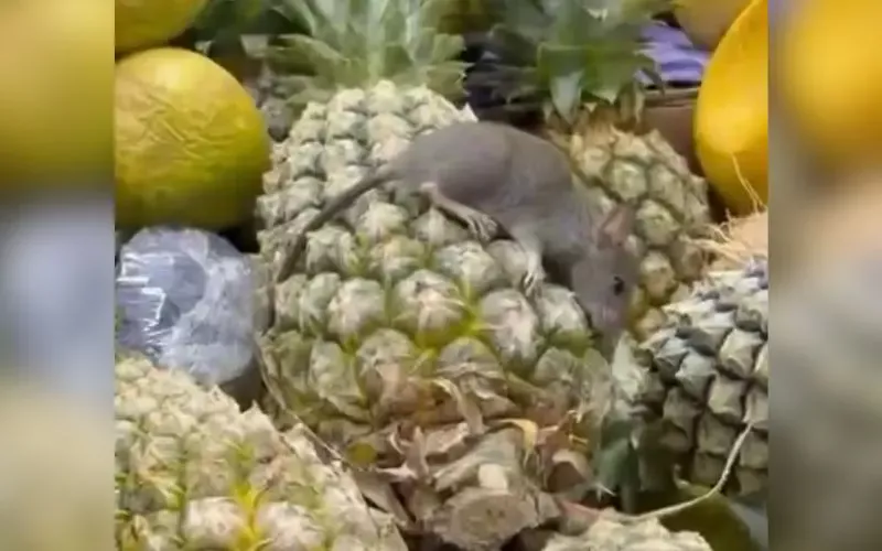 Clientes flagram 'Ratatouille' sobre abacaxis em supermercado de Manaus