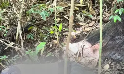 Corpo de homem desaparecido é encontrado em área de mata no Tarumã