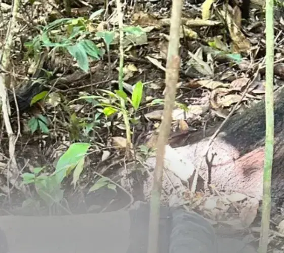 Corpo de homem desaparecido é encontrado em área de mata no Tarumã