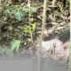 Corpo de homem desaparecido é encontrado em área de mata no Tarumã