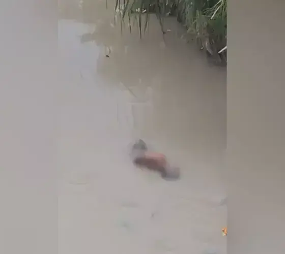 Corpo é encontrado em igarapé sob ponte no bairro Novo Aleixo