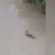 Corpo é encontrado em igarapé sob ponte no bairro Novo Aleixo