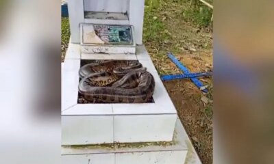Cobra é flagrada em túmulo no Cemitério Tarumã