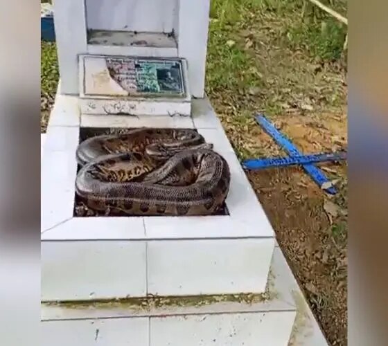 Cobra é flagrada em túmulo no Cemitério Tarumã