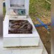 Cobra é flagrada em túmulo no Cemitério Tarumã