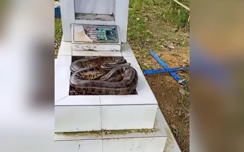Cobra é flagrada em túmulo no Cemitério Tarumã