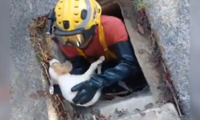 Cachorrinho é resgatado com vida de bueiro na Cidade Nova