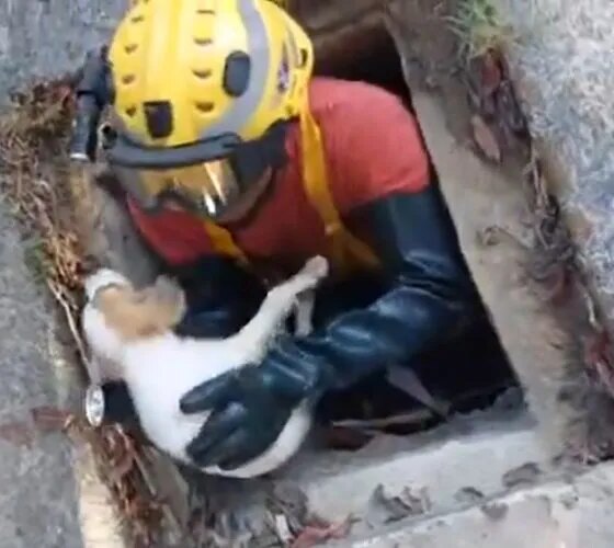 Cachorrinho é resgatado com vida de bueiro na Cidade Nova