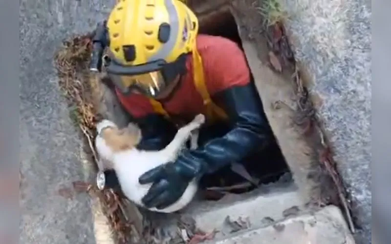 Cachorrinho é resgatado com vida de bueiro na Cidade Nova