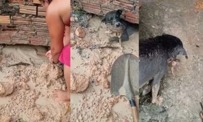 Cadelinha enfrenta alagamento e resgata filhote preso em Manaus