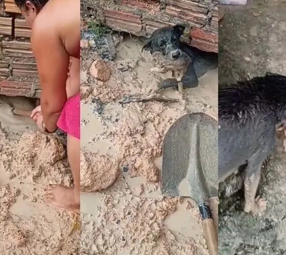 Cadelinha enfrenta alagamento e resgata filhote preso em Manaus