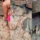 Cadelinha enfrenta alagamento e resgata filhote preso em Manaus