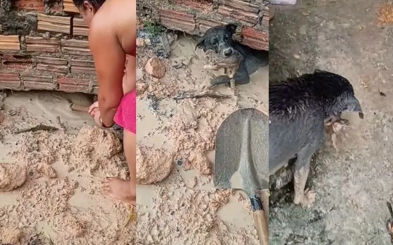 Cadelinha enfrenta alagamento e resgata filhote preso em Manaus