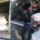Polícia apreende 300 quilos de droga na zona norte de Manaus