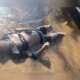 Corpo é encontrado com rosto dilacerado e boiando em rio de Tefé